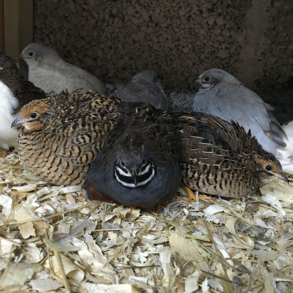 12 Chinese Painted Button Quail Hatching Eggs Poultry | eBay